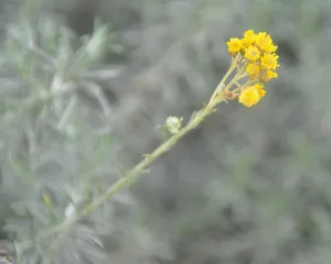 Hélichryse Italienne- crédit photoJM Morel