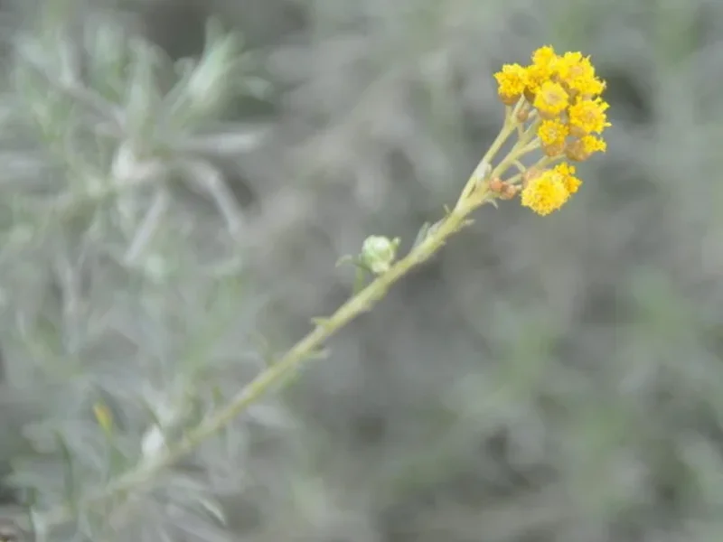 Hélichryse Italienne- crédit photoJM Morel
