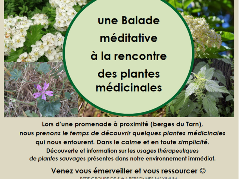Evènement - Balade méditative autour des plantes médicinales